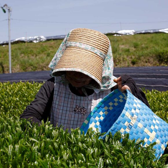 Récolte du thé matcha au Japon