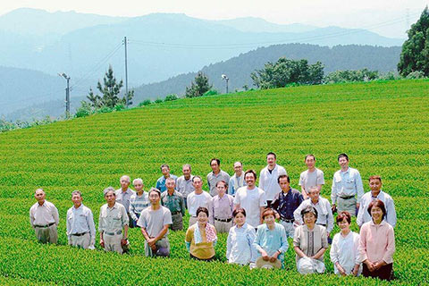 Culture du thé au Japon