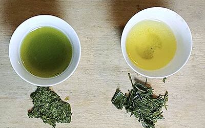 Tout savoir sur le thé sencha